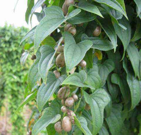 山药发芽出山药豆,山药豆出芽的条件