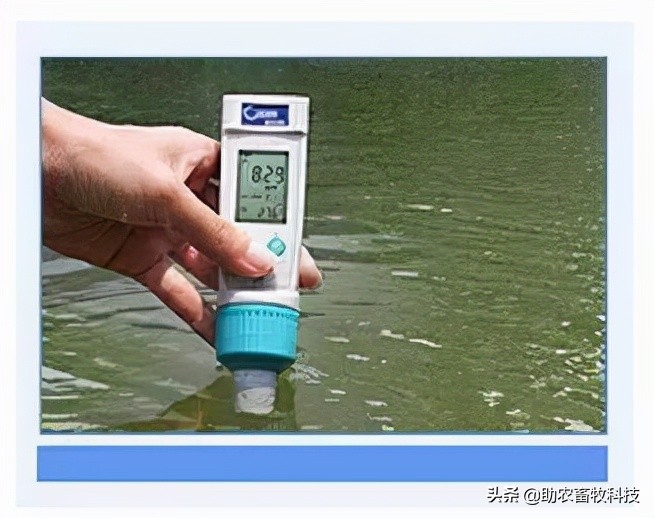 污水池长绿藻怎么办,污水处理池长青苔怎么处理