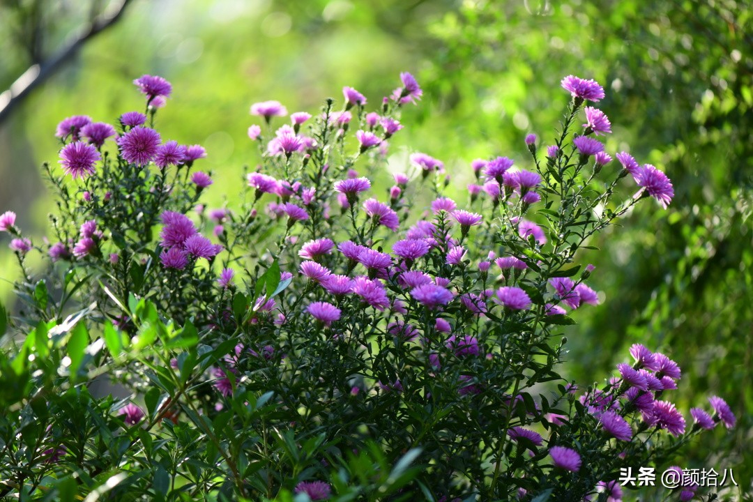 扶不起的绿植,扶不起的绿植视频