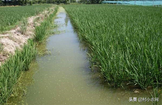 藕田养的泥鳅多少钱一斤,泥鳅养殖技术一亩多少钱