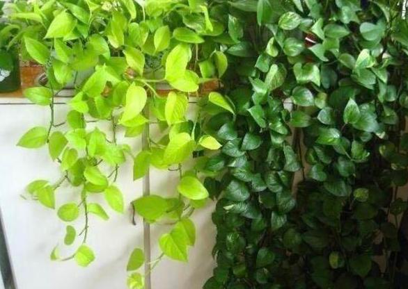 绿萝如何养又绿又肥小妙招,绿萝土壤稀少怎么办