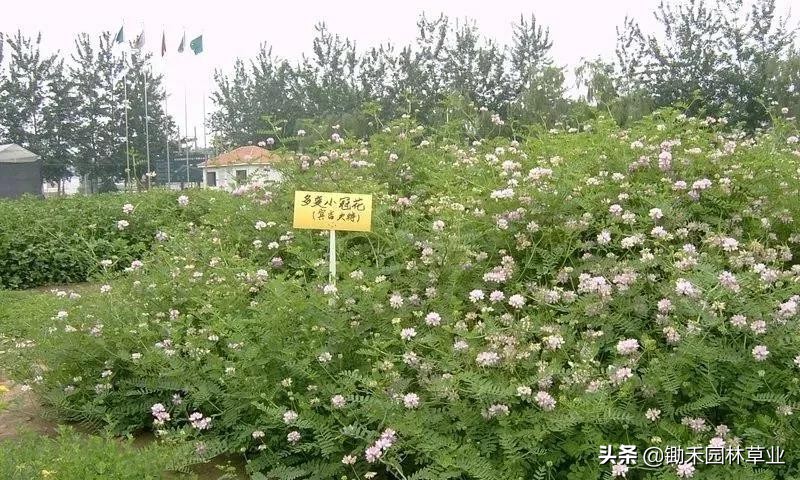 适合盐碱地的植物有哪些,绿化草耐旱品种