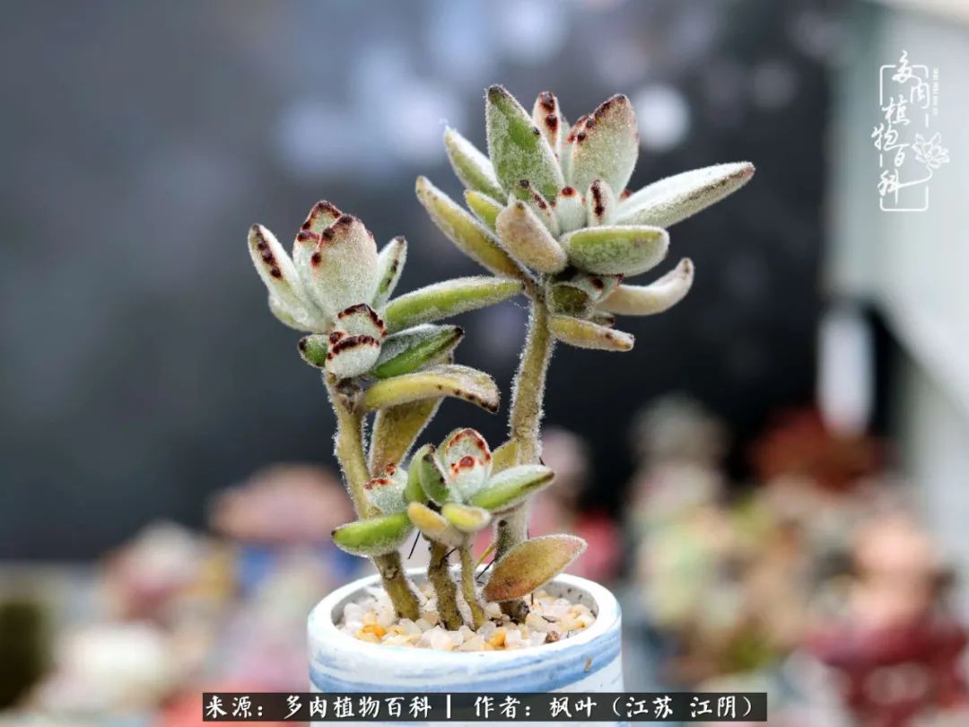 春有约，花不误，多肉与春天有个约会