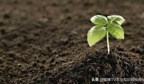 土壤不透水是碱性重还是酸性重,土壤怎样分辨酸性还是碱性肥料