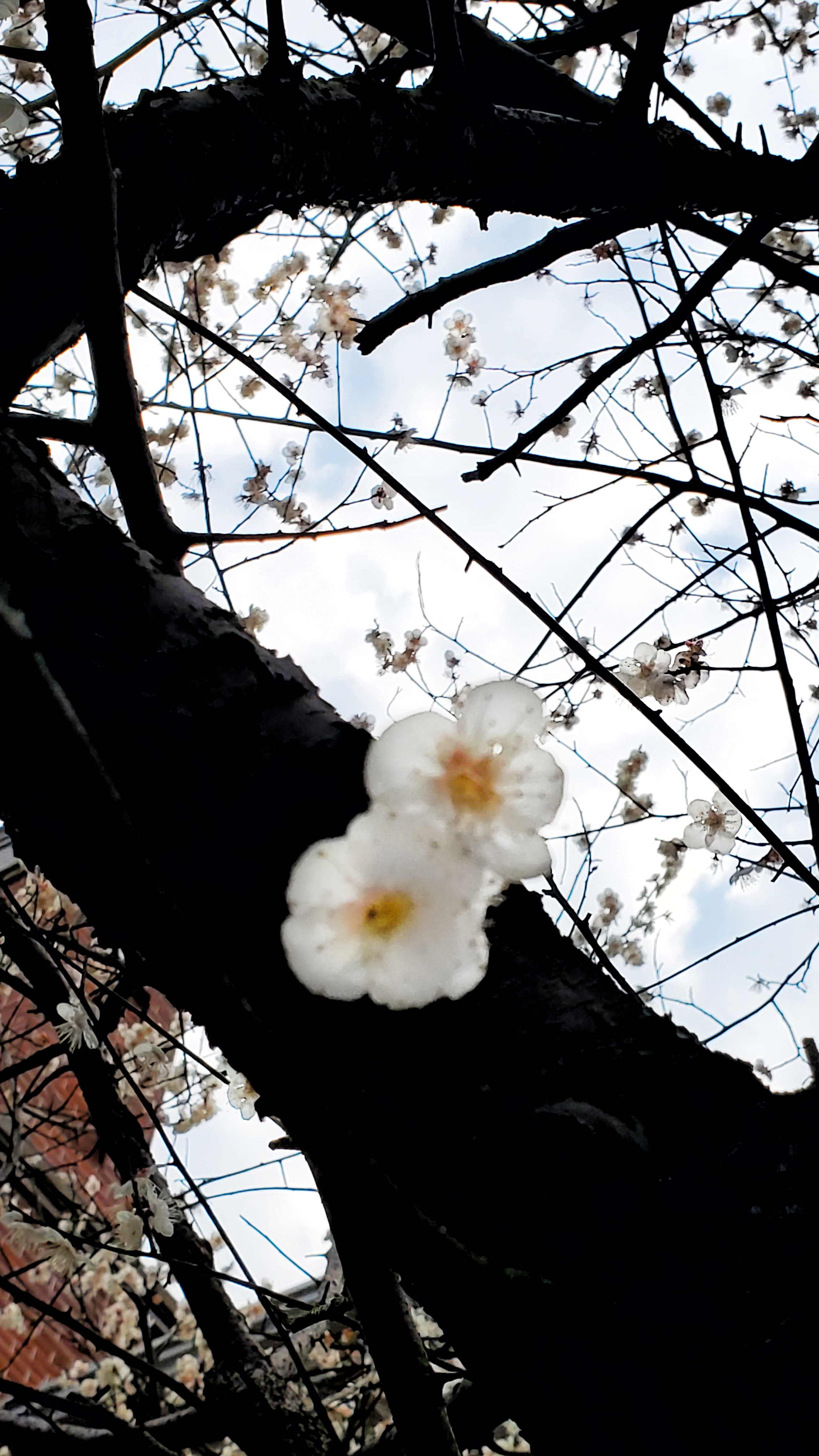 和春住。带着小神兽去踏青