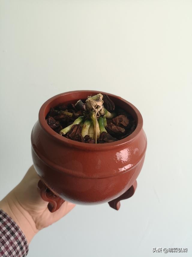 树皮栽培蝴蝶兰方法,蝴蝶兰种子栽培视频