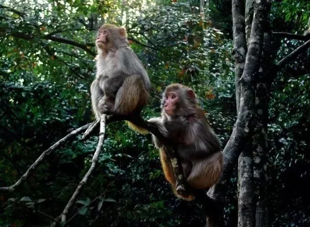 南国仙境姑婆山,姑婆山从南国仙山到山顶要多久