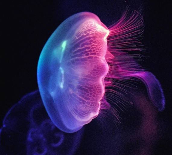 所有动物是怎么游泳的,小动物们是怎么游泳的