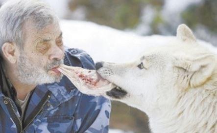国外老人成为狼群的头狼，母狼发情时最尴尬，地位受挑战时最危险