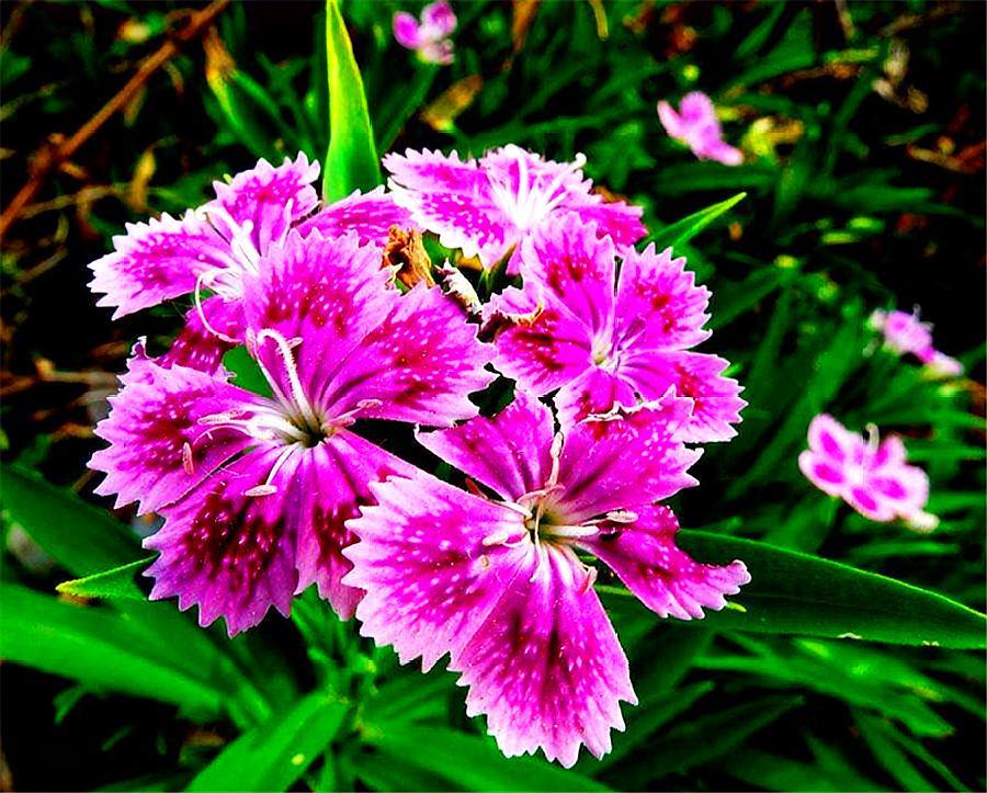 石竹好养又好看,只要做好“1勤2多和1少”,1盆花开50朵