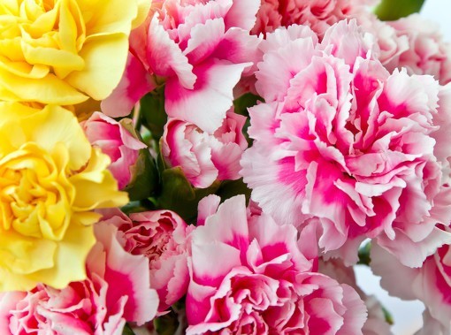 芳香情浓一一优雅的康乃馨（散文）