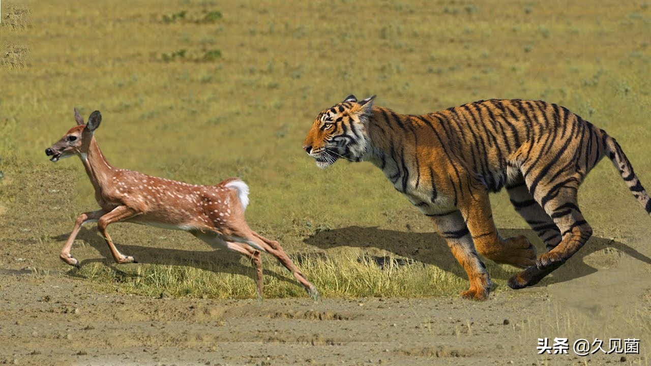 70岁老汉野外和500斤东北虎对峙,老汉和老虎对打