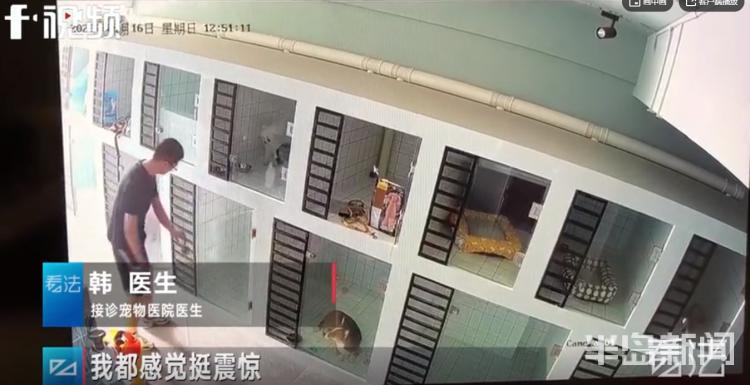 青岛宠物店柯基寄养被打死,狗在宠物店猝死