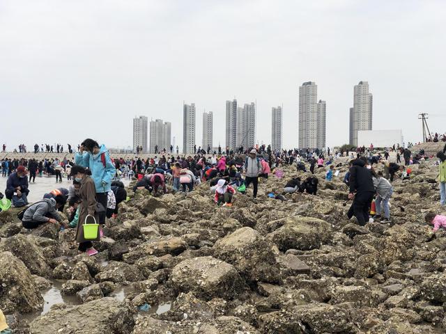 天津七里海赶海,偶遇赶海