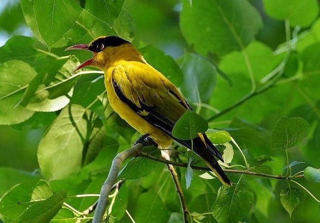 25首意境绝美的诗词一见倾心,表达向往美好生活的古诗