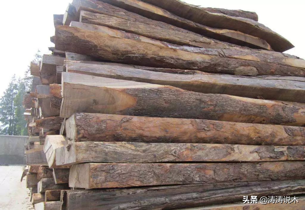 这种木料被称为明日之星，你知道吗？