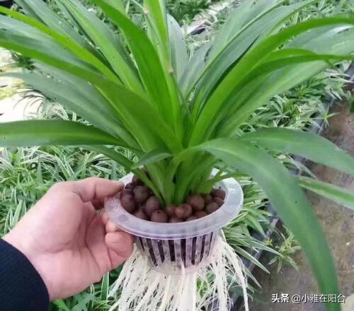 水培吊兰怎么用肥水好呢,水培吊兰怎么才能长得更好