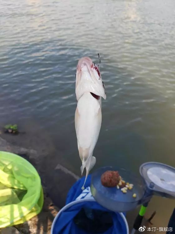 本汀金迦潘求败夜战罗非,本汀金迦潘求败评测