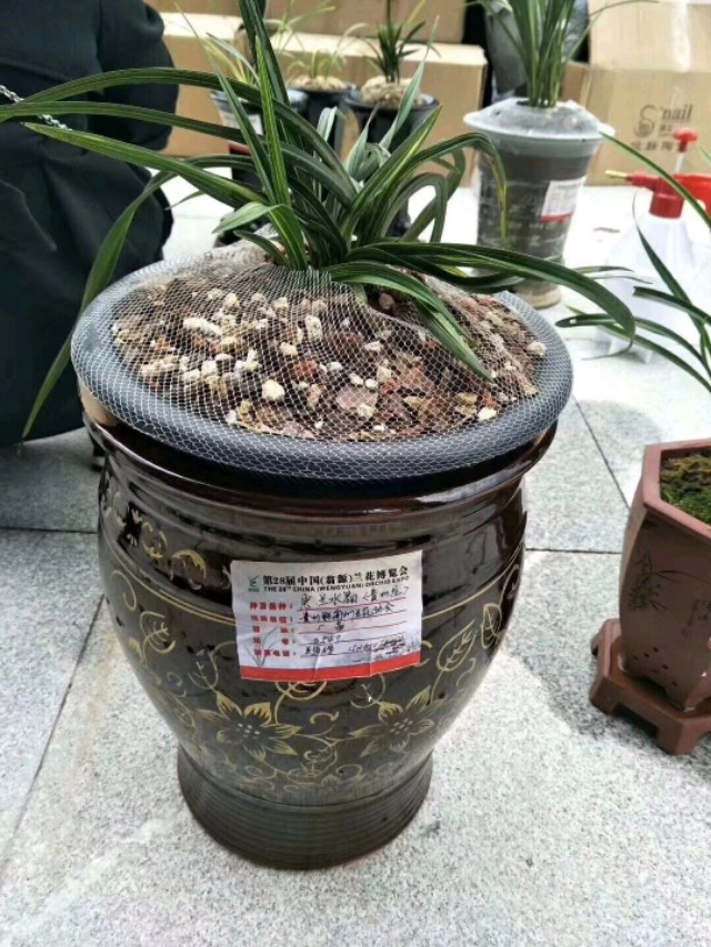 兰花品种大全精品兰花,兰花新品种老品种价值