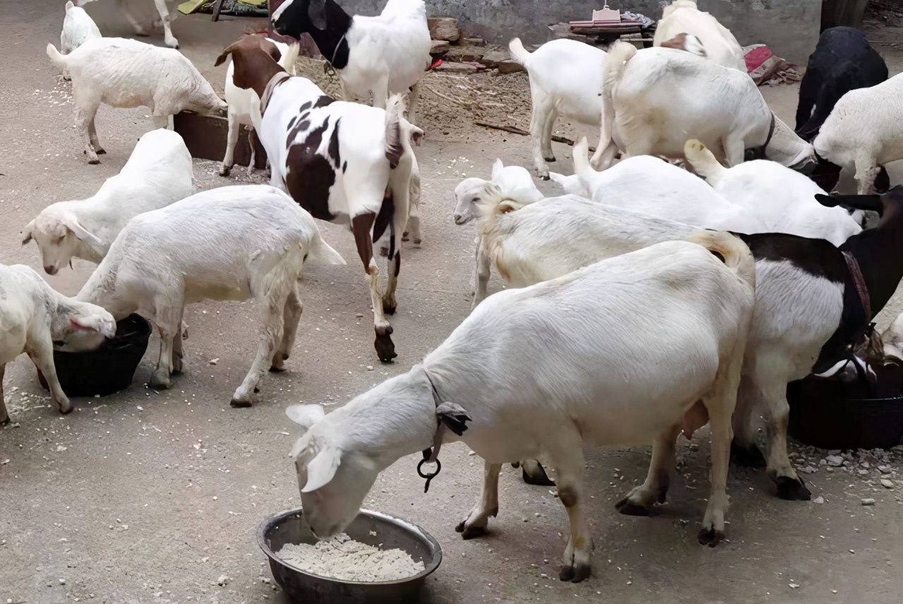 养殖多少只羊年赚十五万,买十只母羊一只公羊一年能赚多少