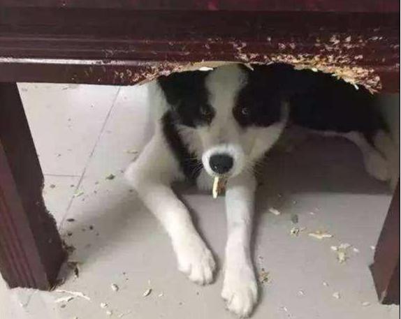 这5种狗狗可谓是拆家王,什么狗狗好养不掉毛不拆家