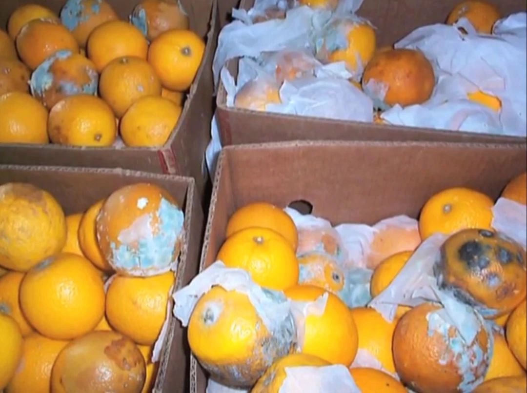 绿霉病害症状,柑橘绿霉病能治好吗