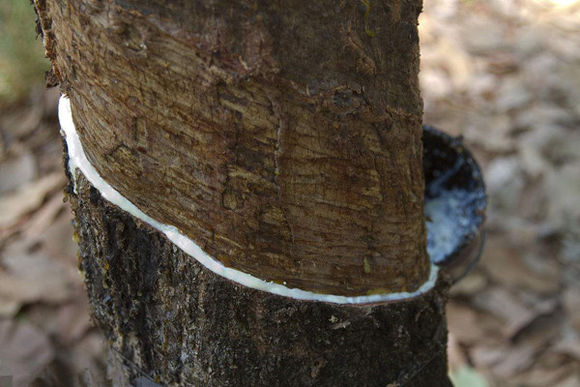 为什么乳胶枕有贵有便宜的,乳胶枕便宜是假的吗