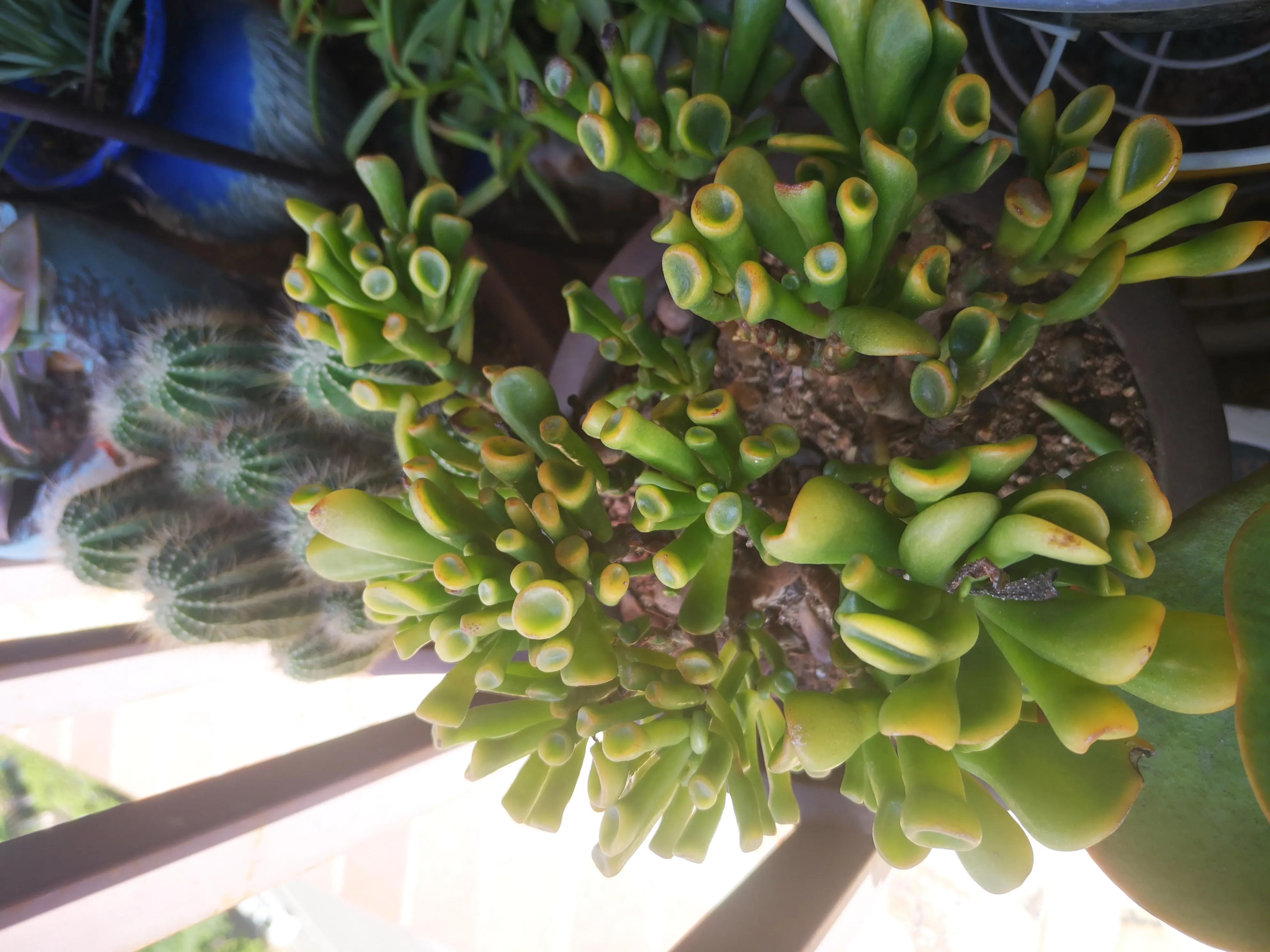 离家半个月叶插的多肉怎么办,离家一周的多肉