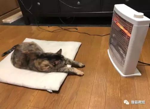 猫咪的怪癖铲屎官你们都知道吗,铲屎官养的猫咪有多厉害