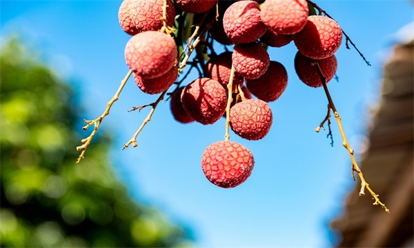 广东广州十大特产,广州特产有哪些出名