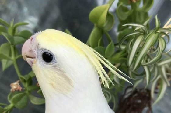 玄凤鹦鹉刚出生怎么辨别品种,玄凤鹦鹉有多少个品种