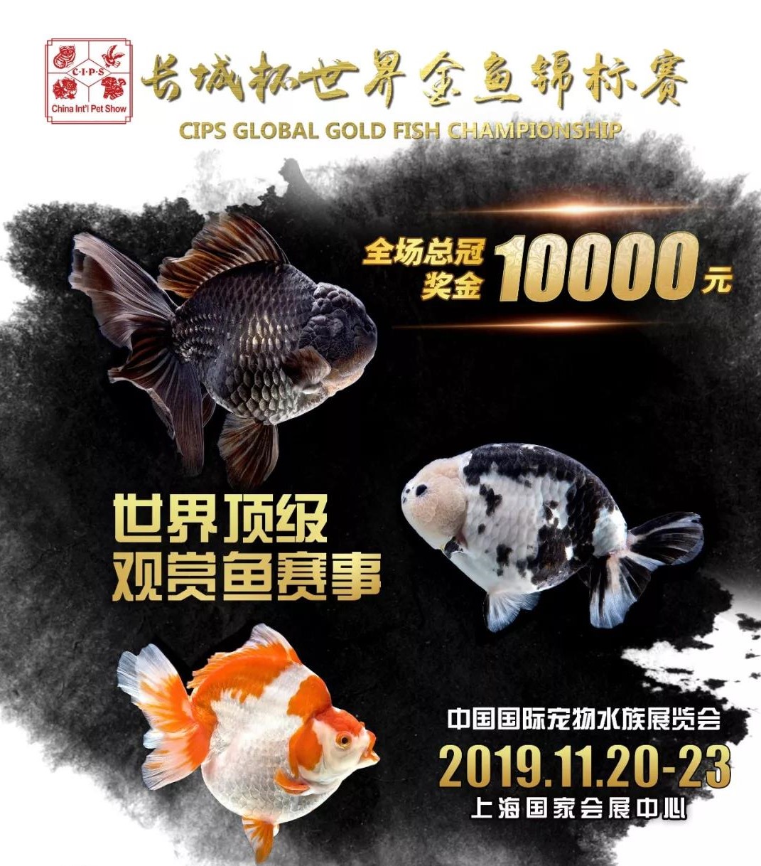 梦里金鱼知多少|〇二狮头Oranda分组(大赛报名开启)