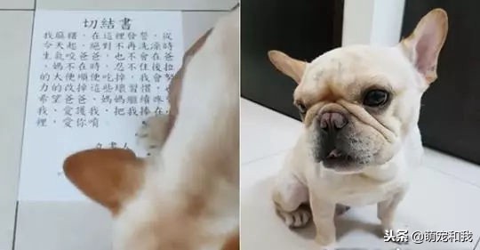 斗牛犬为啥不咬人,斗牛犬怎么不咬人