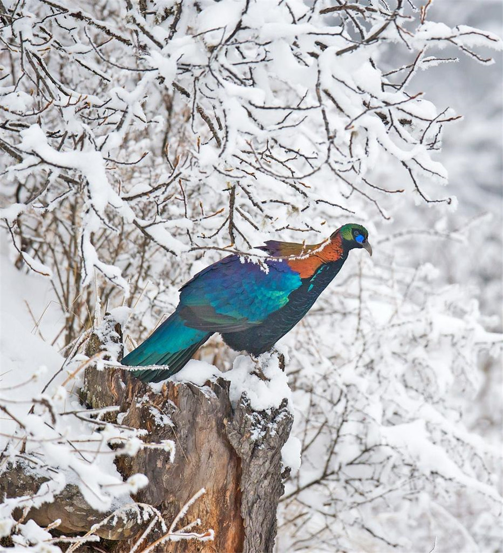 巴朗山老鹰,四川鹰鸡