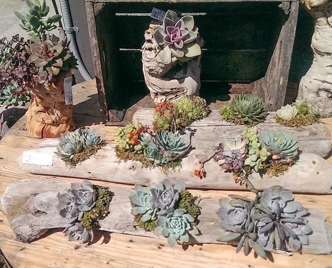 空气凤梨多肉,空气凤梨多肉植物养殖方法