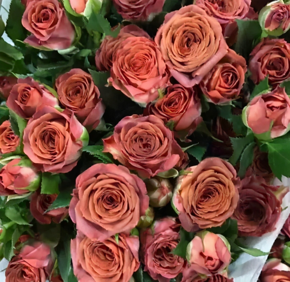 花店必备的5款玫瑰,花店常用的10款玫瑰花是哪些品种