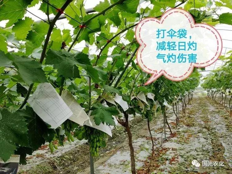 葡萄日灼最佳治疗方法,葡萄套袋可以避免日灼和气灼吗