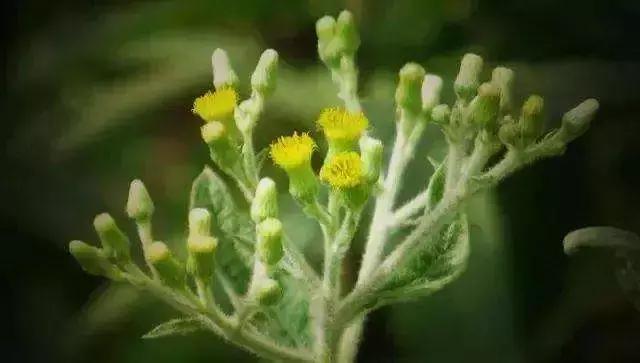 适合皮肤暗黄的护肤品李佳琦推荐,淡斑提亮肤色李佳琦推荐