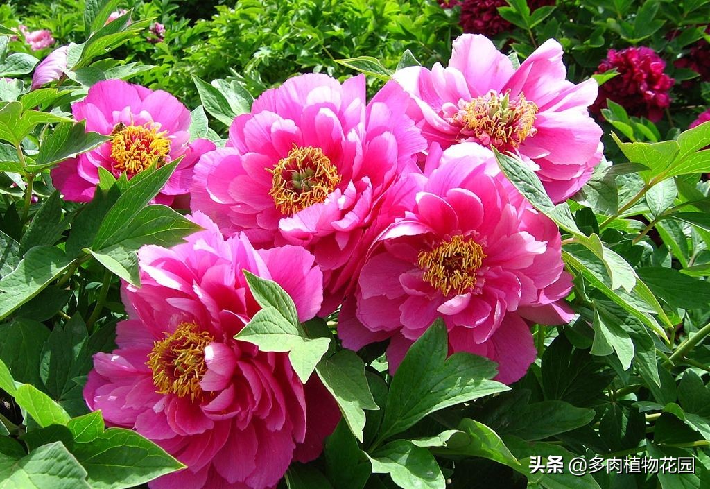 水仙花是我国的十大名花之一,桂花是我国的十大名花之一