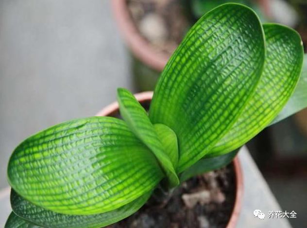 绿萝与铜钱草四季养护,怎么让铜钱草长得和绿萝一样