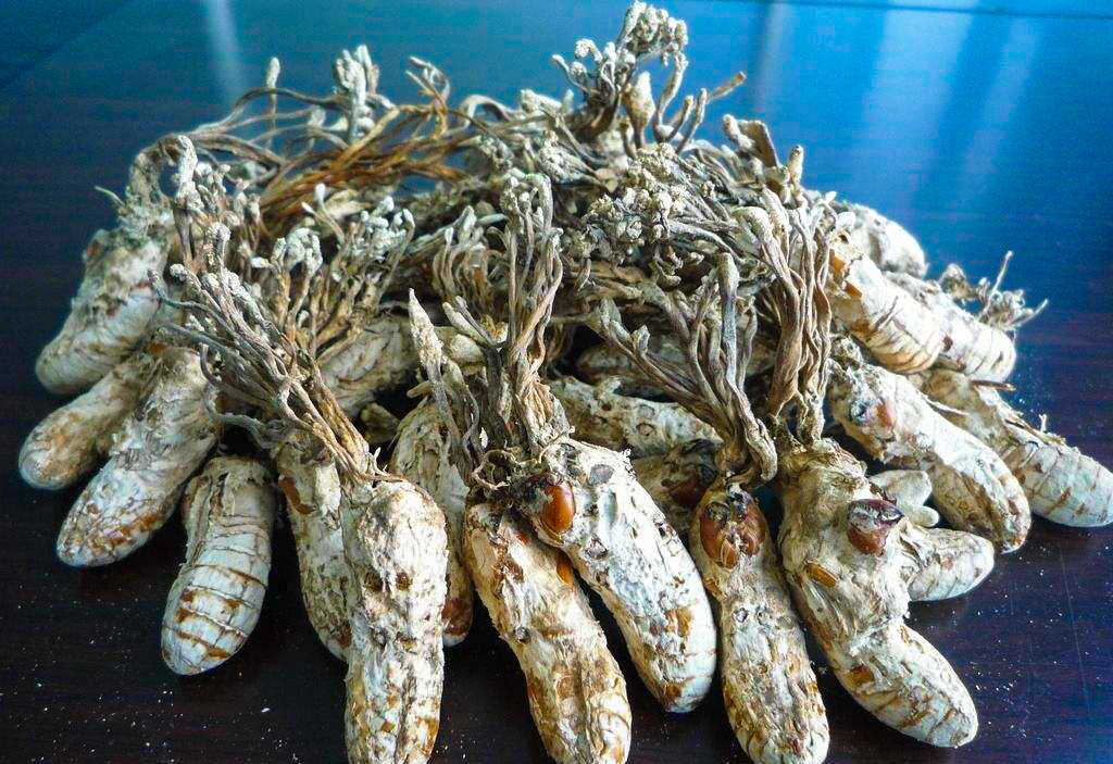 生在竹林中，去年1斤80元，如今已翻4倍，又有“冬虫夏草”走红？