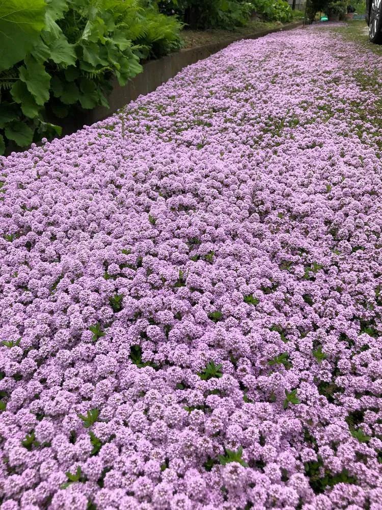 观花草本植物推荐,最具观赏性的观叶植物