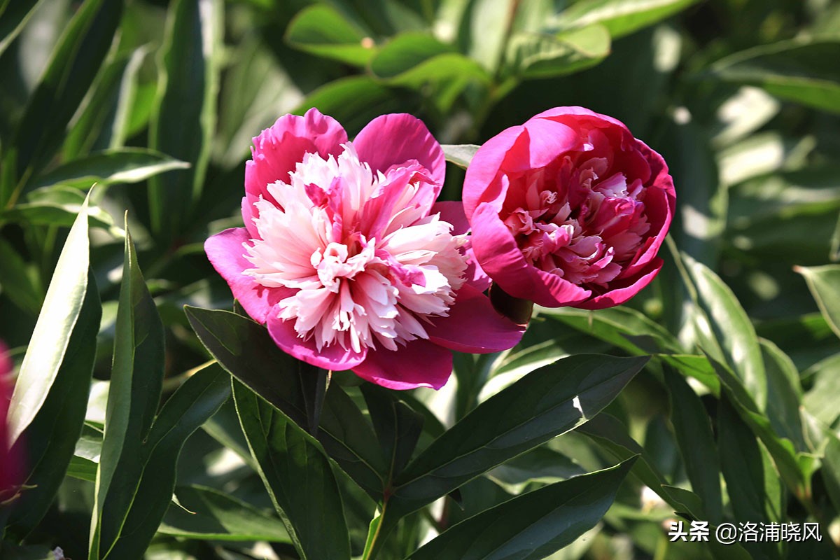 大院绿化的回忆——顺便看看院里的芍药定个究竟有多少种？