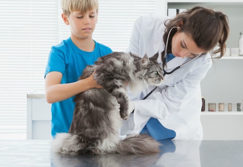 猫癣百科,猫癣科普