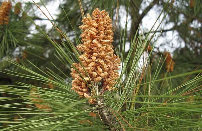 它被称为黄金粉，250元一斤，农村却没人要，掉在地上白白浪费了