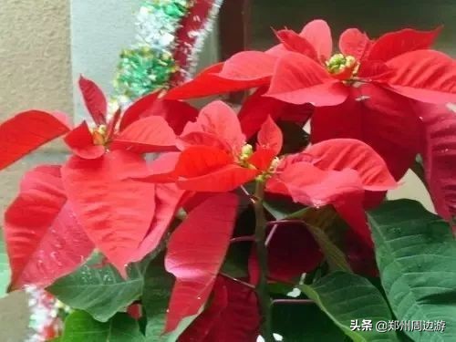 十种最旺客厅的花冬季,春节喜庆花卉有哪些