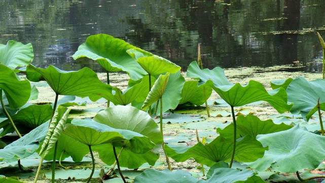 藕田放甲鱼有收获吗,稻田莲藕套养甲鱼如何采收藕