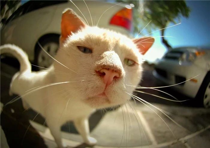 打猫教育,怎么打猫能让猫咪不能伤到你