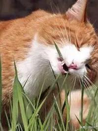 猫咪不吃肉肉怎么办,猫咪不吃鱼吃草怎么办