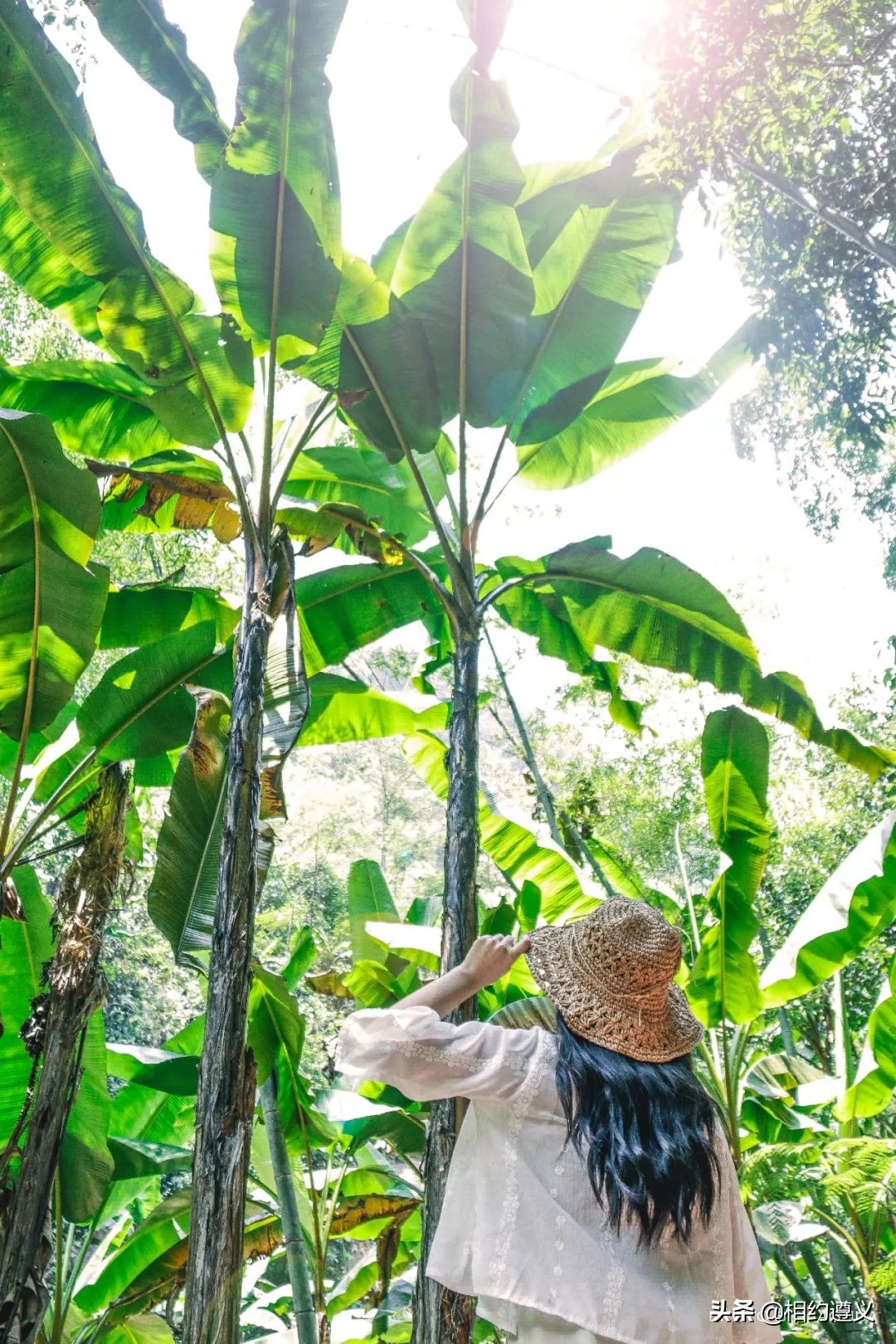 赤水大瀑布 侏罗纪公园 (贵州赤水侏罗纪公园攻略)